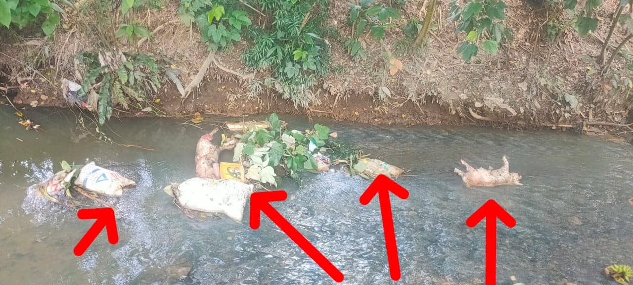 Ilustrasi berita Mimika: Ulat dan Berbau, Warga Kilometer 5 Nawaripi Keluhkan Pembuangan Belasan Bangkai Babi di Aliran Sungai