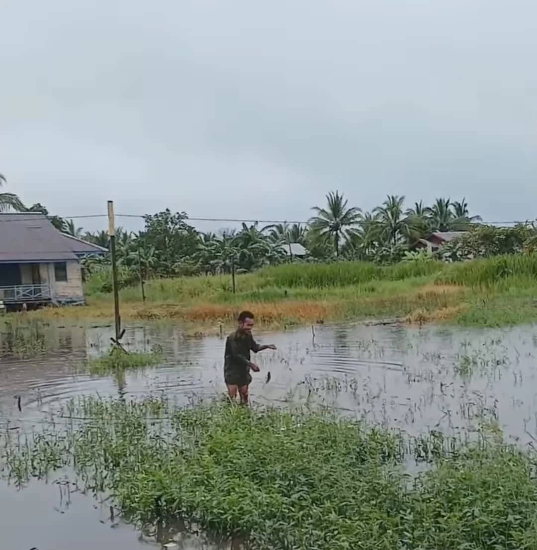 Ilustrasi berita Papua: Terendam Banjir, Lahan Pertanian di Merauke Terancam Gagal Panen