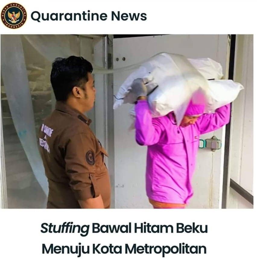 Ilustrasi berita Mimika: Lolos Pemeriksaan Karantina, 13 Ton Bawal Hitam Beku asal Timika Dikirim ke Jakarta