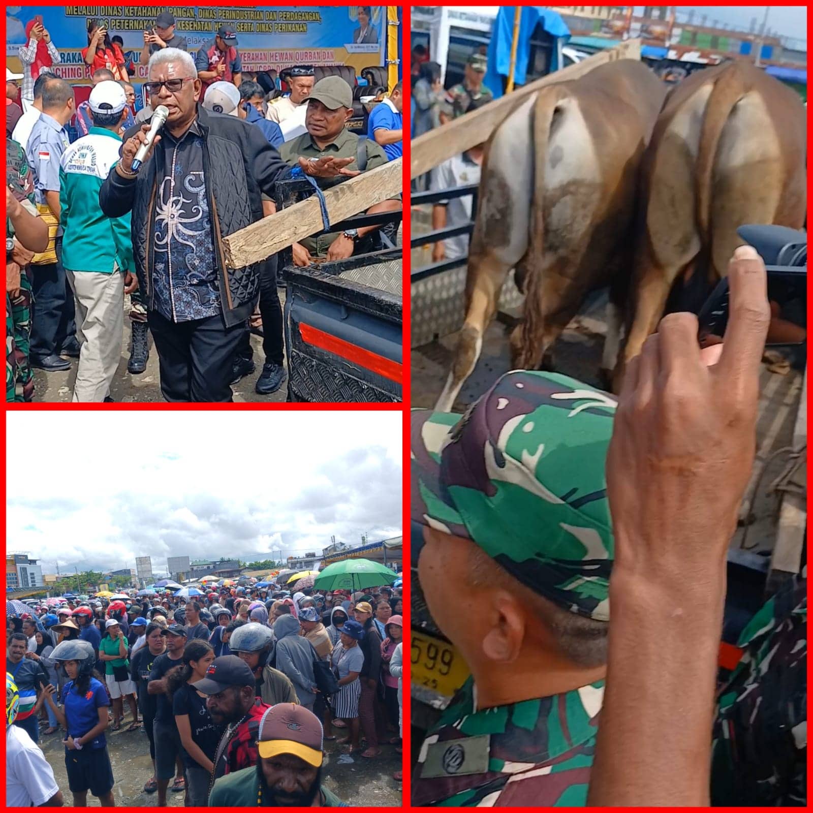 Ilustrasi berita Mimika: Bupati John Rettob Serahkan Bantuan Hewan Kurban 32 Ekor Sapi dan 50 Ekor Kambing