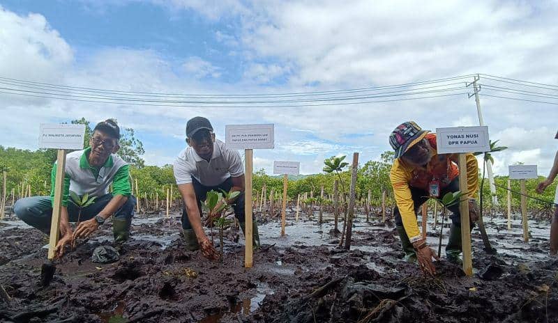 Ilustrasi berita JAYAPURA: PT PLN Papua Tanam 1.000 Bibit Pohon Mangrove di Teluk Youtefa
