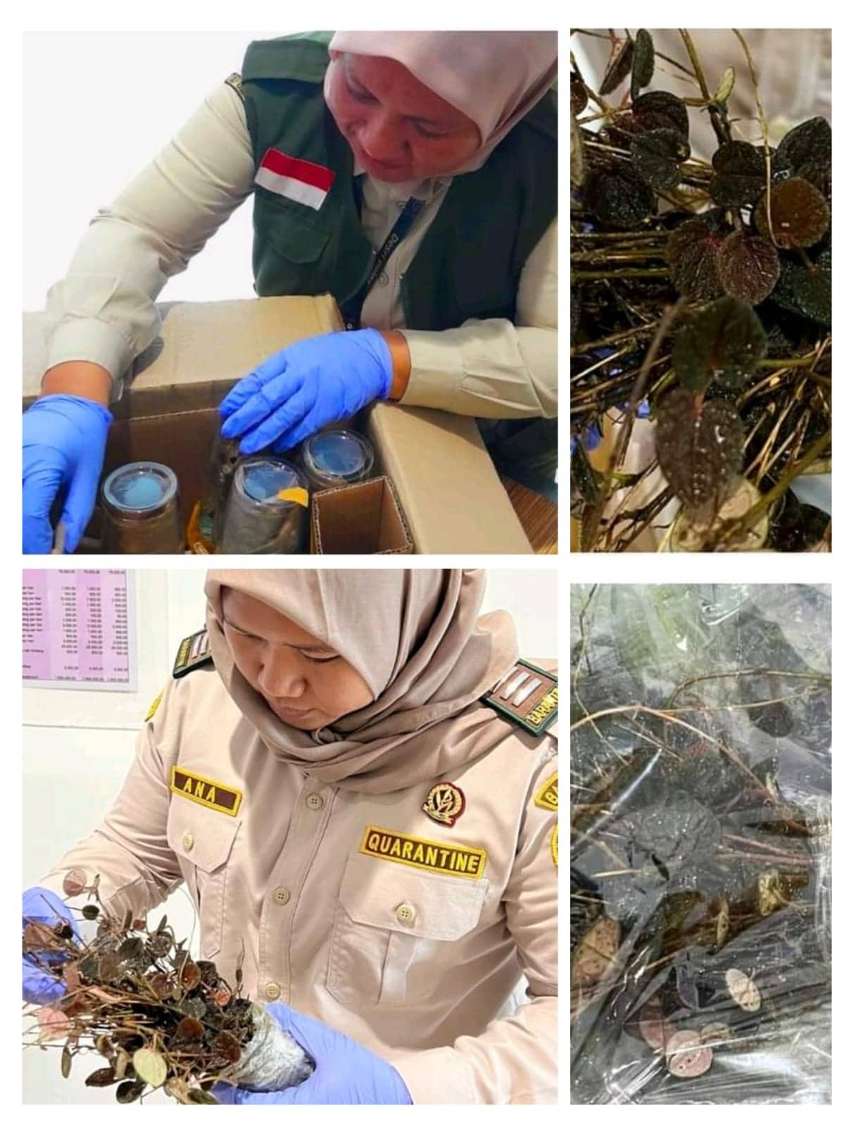 Ilustrasi berita Mimika: Tanaman Obat asal Timika Mulai Dilirik Pasar di Pulau Jawa, Ratusan Bibit Begonia dan Sirih Hutan Dikirim ke Jawa Barat