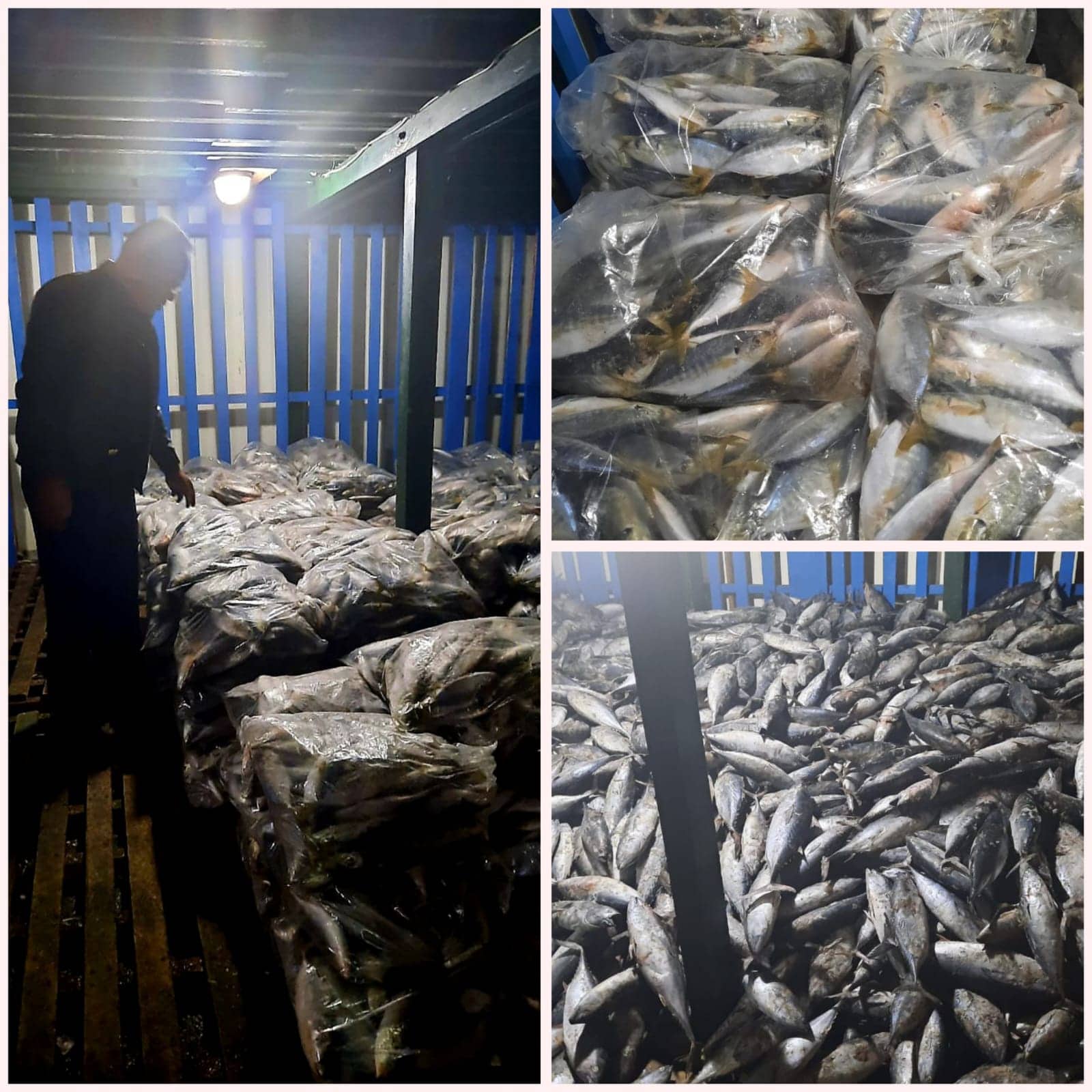 Ilustrasi berita Mimika: Kapal Asal Jakarta Ditahan Dinas Perikanan Mimika, Delapan Ton Ikan Disita