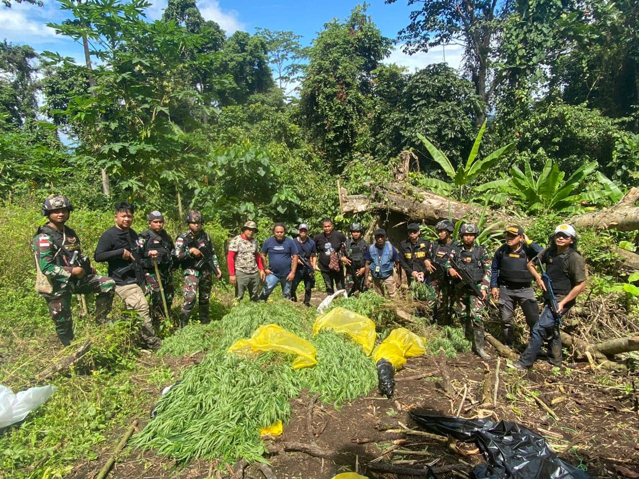 Ilustrasi berita Papua: Temukan Ladang Ganja Seluas 600 Meter Persegi dan 50,25 Kg Ganja Siap Panen di Keerom