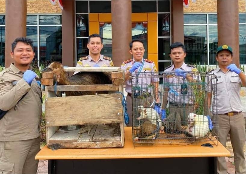 Ilustrasi berita Papua: Berkat Laporan Masyarakat Kantor Barantin Papua Tengah Berhasil Gagalkan Penyelundupan Satwa Dilindungi