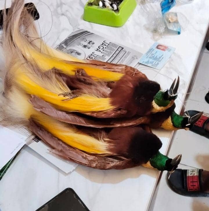 Ilustrasi berita BERITA UTAMA: Burung dari "Surga" Cenderawasih yang Dikeringkan Berhasil Ditahan Saat Razia Penumpang KM. Tatamailau