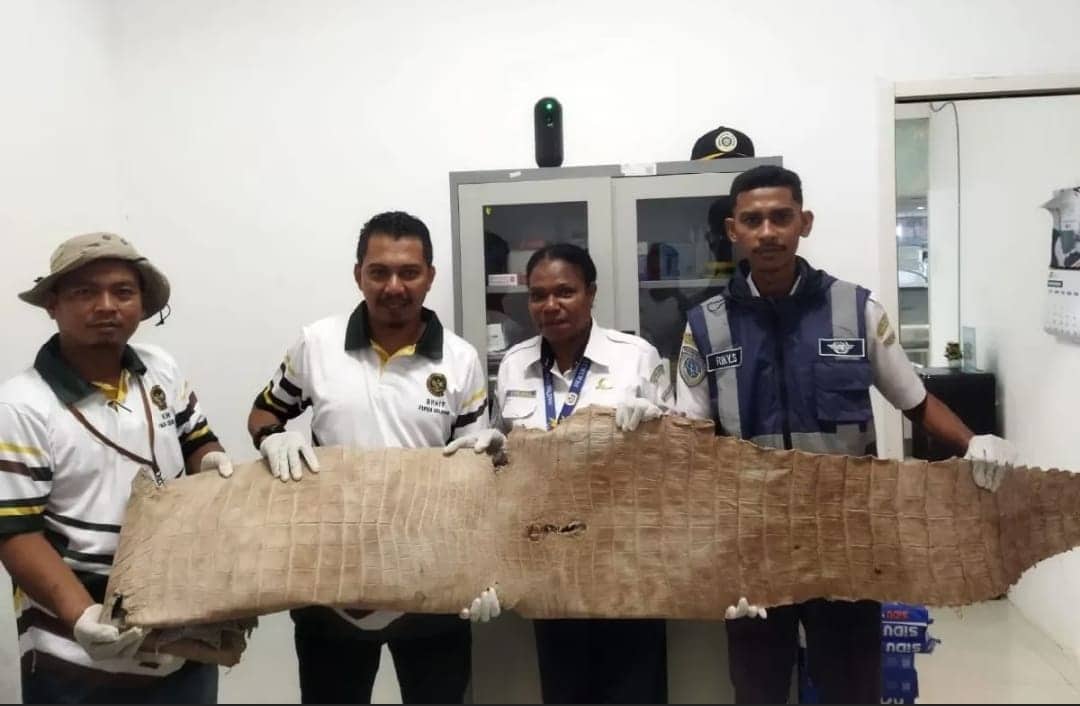Ilustrasi berita Papua: Karantina Amankan Kulit Buaya dan Burung Cenderawasih di Bandara Mopah Merauke