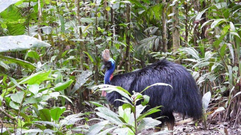 Ilustrasi berita Mimika: BBKSDA Papua Lepas Tiga Kasuari Selatan di Hutan Tinaruma Mimika