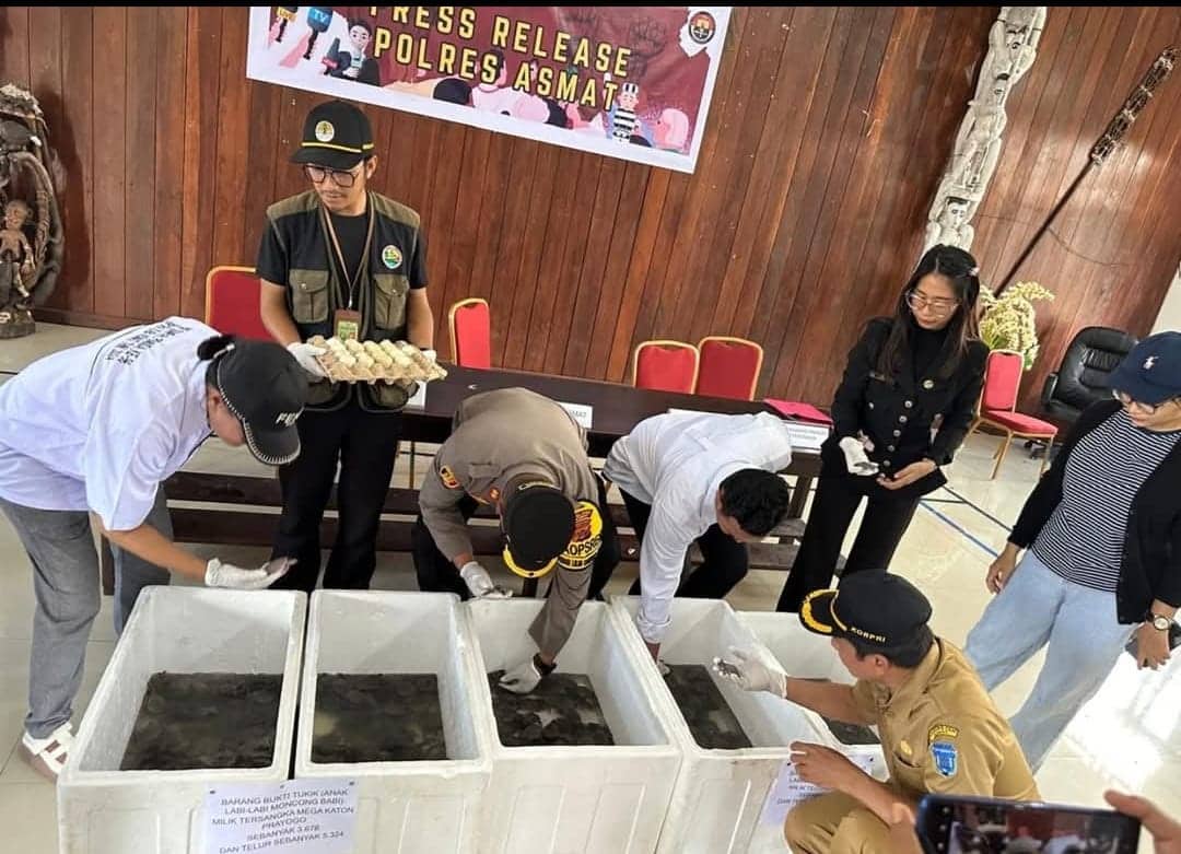 Ilustrasi berita Papua: 19 Ribu Butir Telur dan 3.194 Ekor Kura-kura Moncong Babi Diselamatkan di Asmat