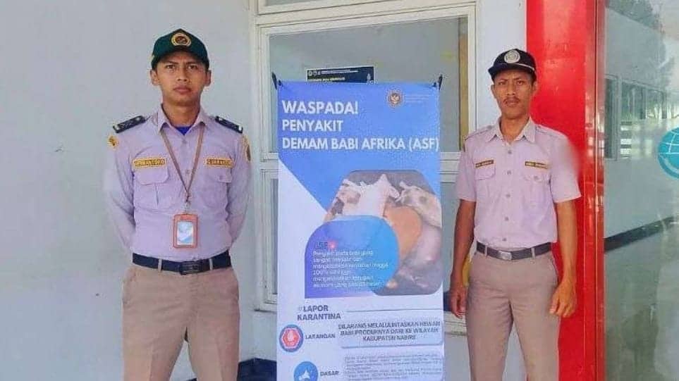 Ilustrasi berita Papua: Penyebaran Virus ASF Semakin Meluas, Manokwari Larang Lalulintas Ternak dan Produk Turunan Babi asal Nabire