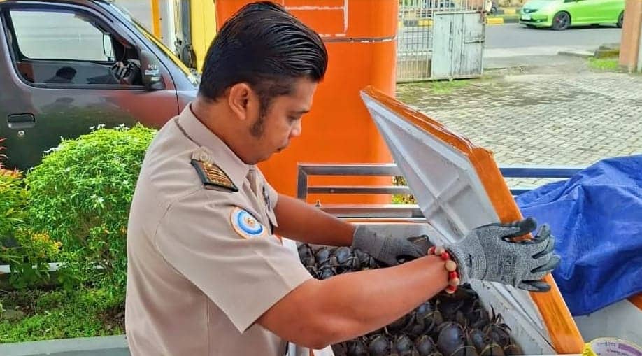 Ilustrasi berita Mimika: 6,5 Ton Kepiting Bakau asal Timika Dikirim ke Empat Kota di Indonesia