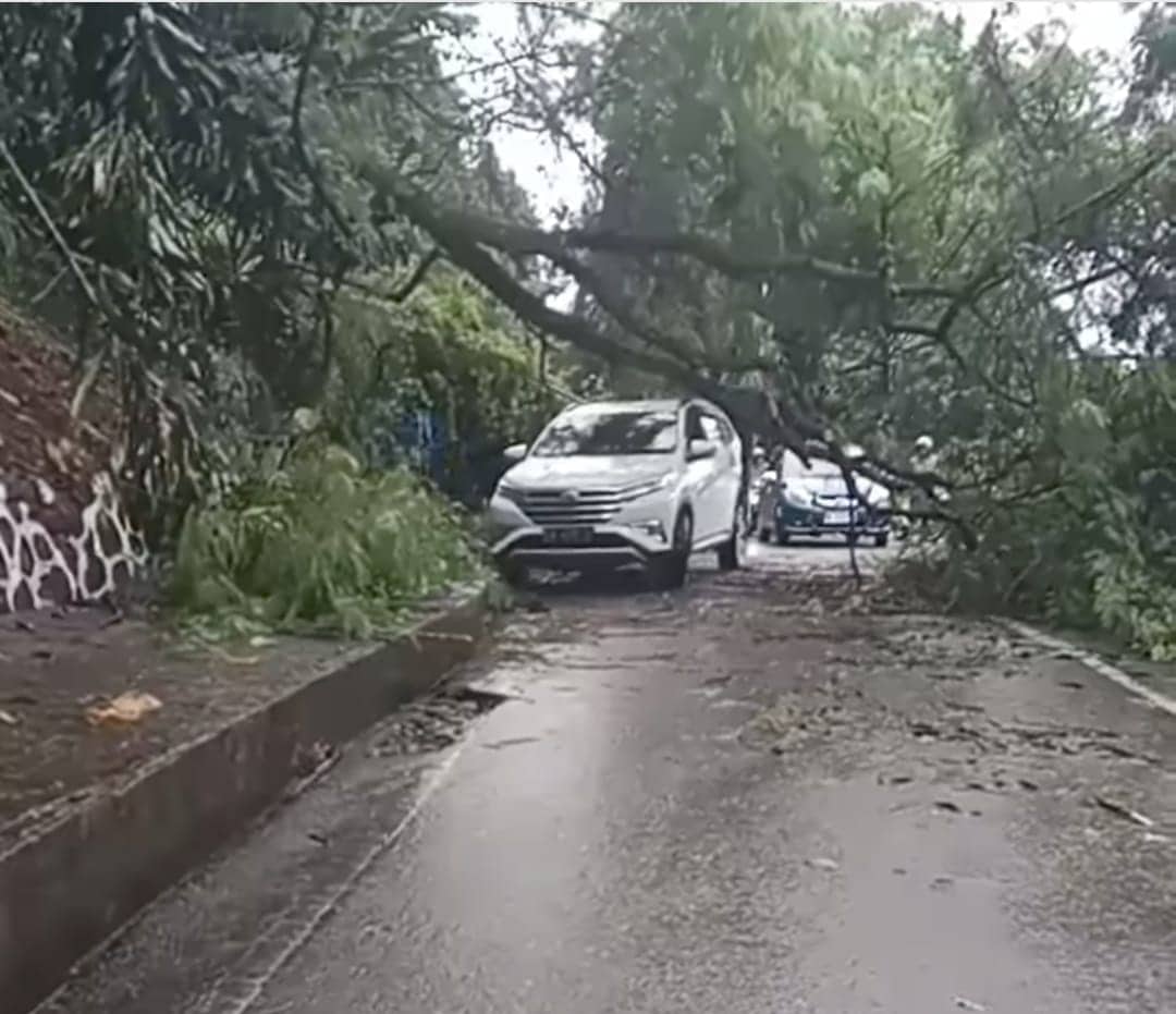 Ilustrasi berita JAYAPURA: Banjir dan Pohon Tumbang di Jayapura: Warga Diminta Tetap Waspada