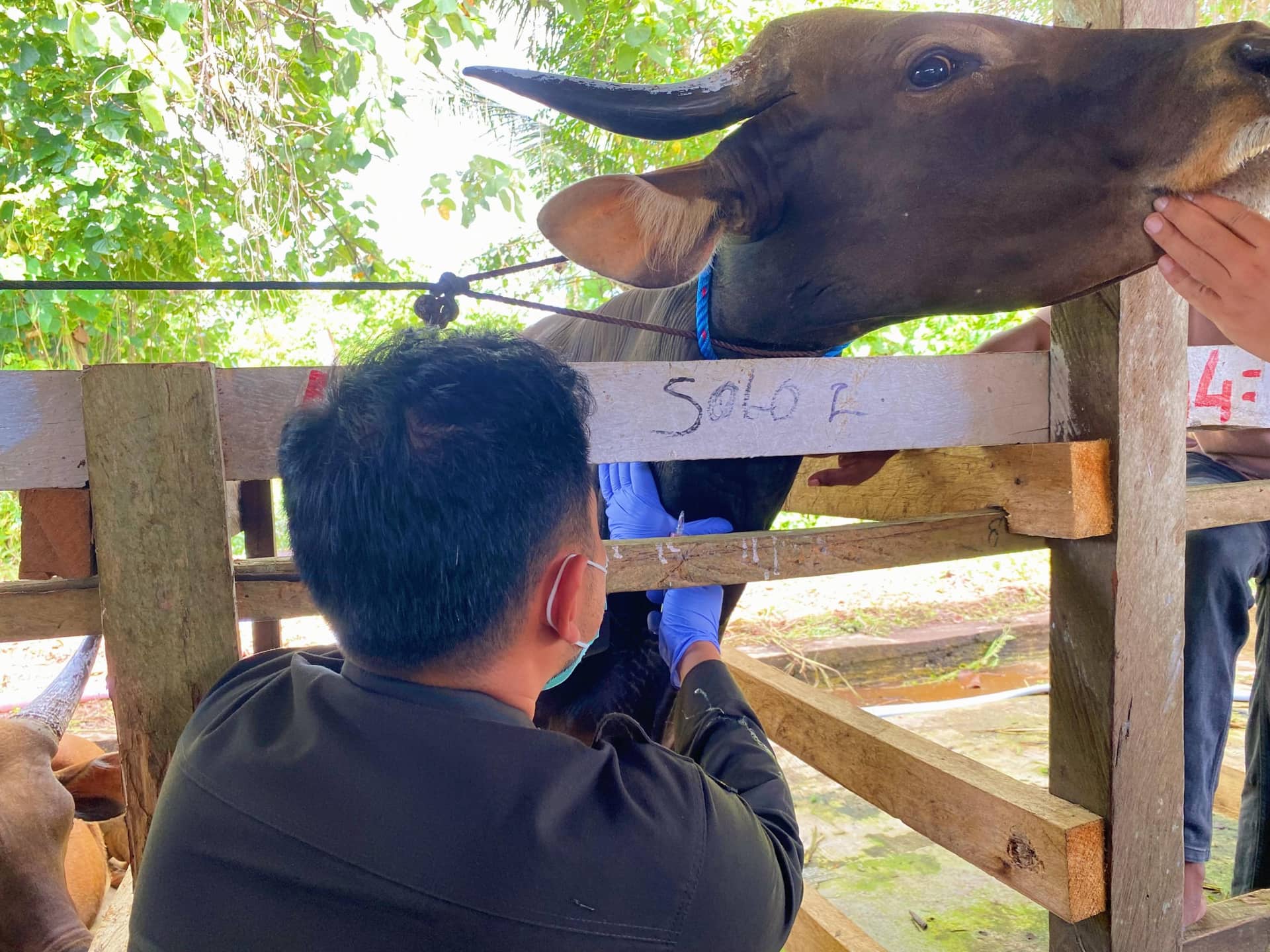 Ilustrasi berita Mimika: Ratusan Ekor Sapi dan Kambing dari Maluku Tengah dan Tual Masuk Pelabuhan Pomako, Karantina Perketat Pengawasan