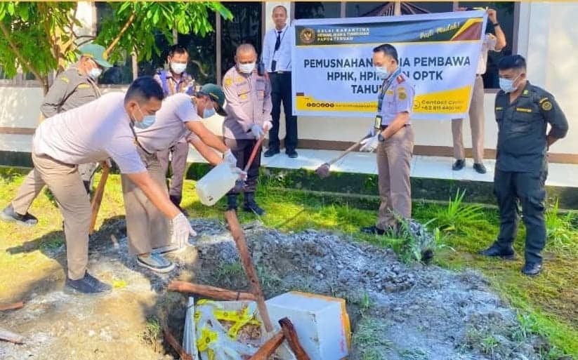Ilustrasi berita BERITA UTAMA: Barantin Papua Tengah Musnahkan 60 Kilogram Daging Babi dan Jeruk Busuk Tanpa Dokumen