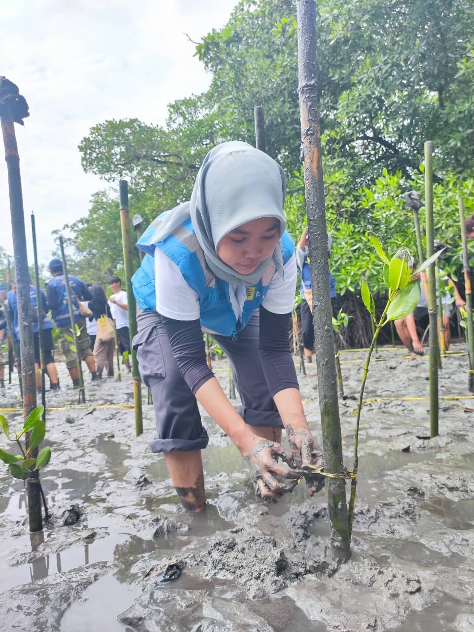 Ilustrasi berita Papua: Lindungi Pesisir dan Dukung Ekowisata: PLN UP3 Manokwari Tanam 1.000 Bibit Mangrove