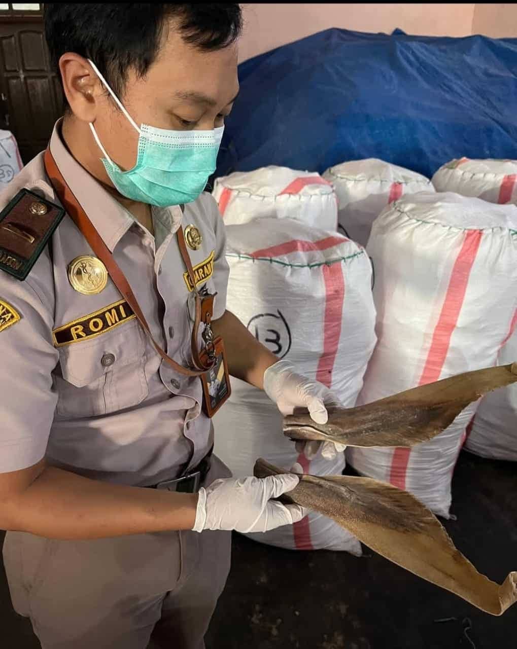 Ilustrasi berita Mimika: 5 Ton Sirip dan Daging Pari dari Merauke Lolos Karantina, Siap Dikirim ke Surabaya