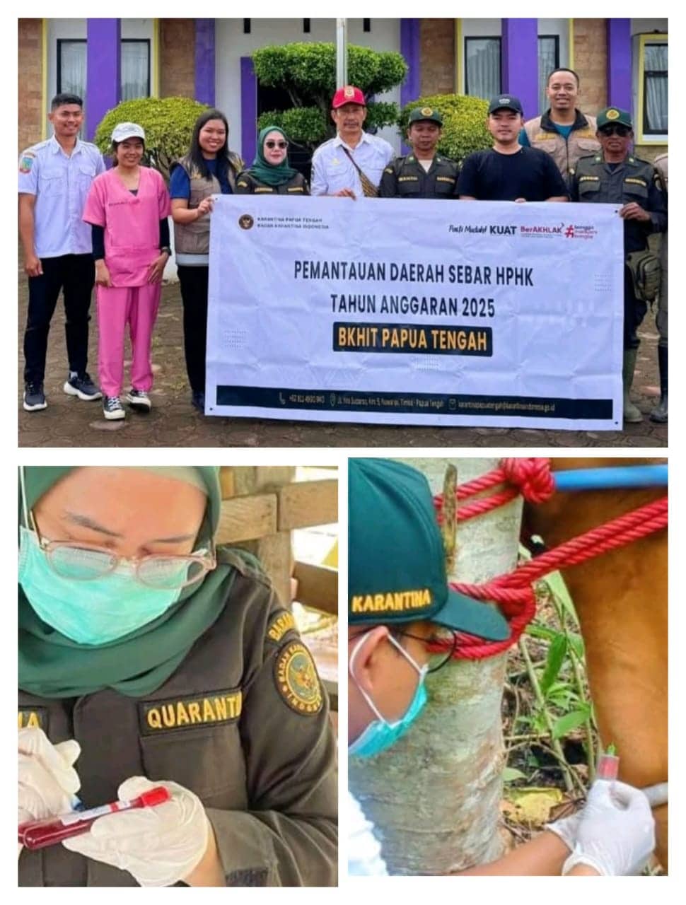 Ilustrasi berita BERITA UTAMA: Karantina Papua Tengah Periksa 136 Ekor Sapi di Lima Distrik Mimika untuk Cegah BVD dan Brucellosis