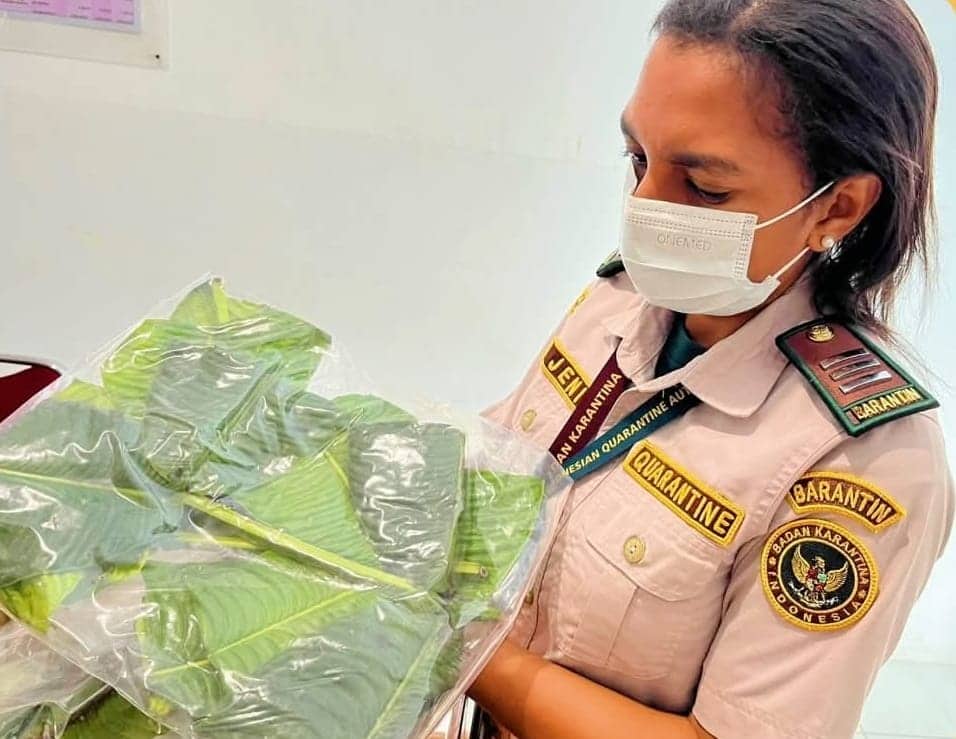 Ilustrasi berita Mimika: Bibit Jambu Bol Papua asal Timika Diminati, Puluhan Batang Dikirim ke Kalimantan Barat