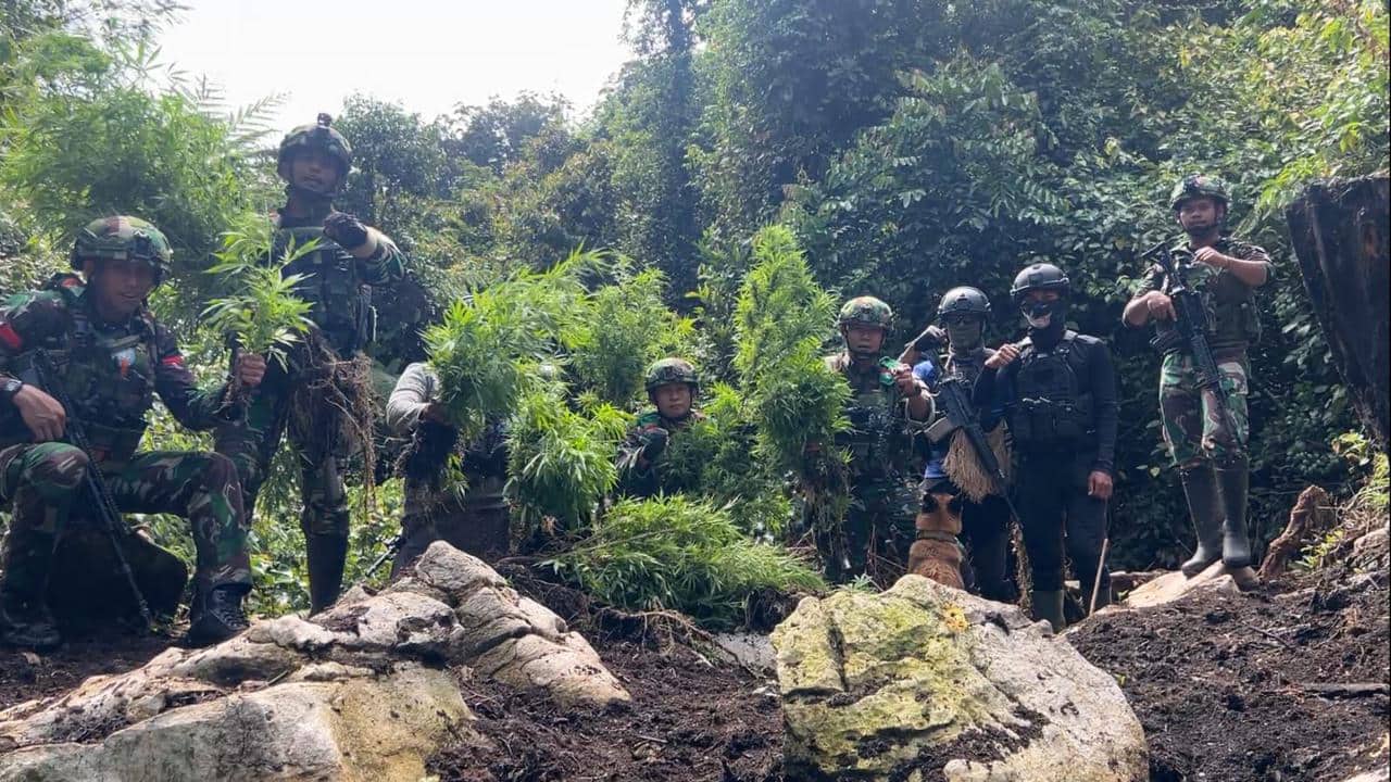 Ilustrasi berita Papua: TNI Temukan Ladang Ganja di Pegunungan Bintang, 740 Batang Diamankan