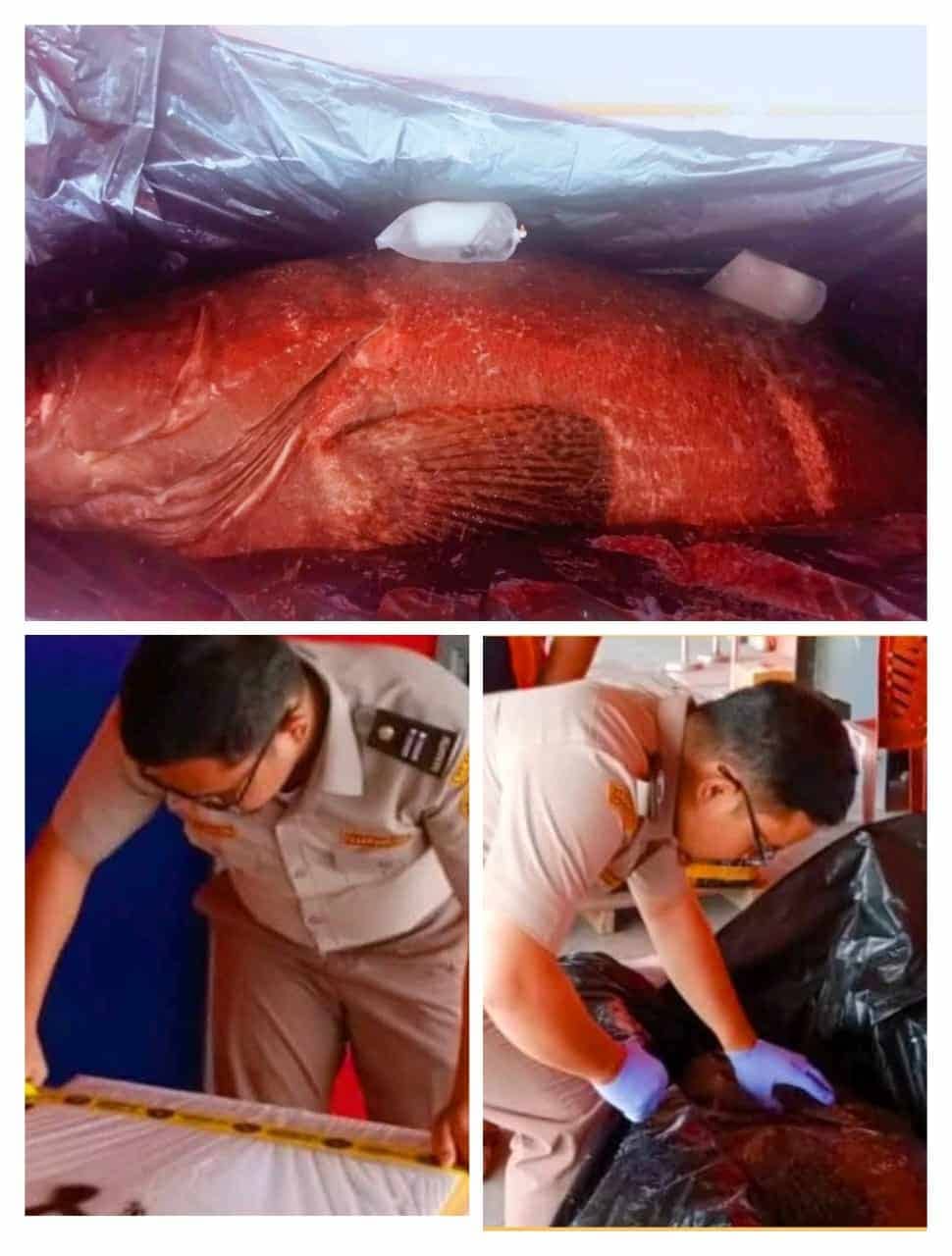 Ilustrasi berita Mimika: Ditangkap di Perairan Timika, Kerapu Macan Seberat 162 Kilogram Dikirim ke Jakarta