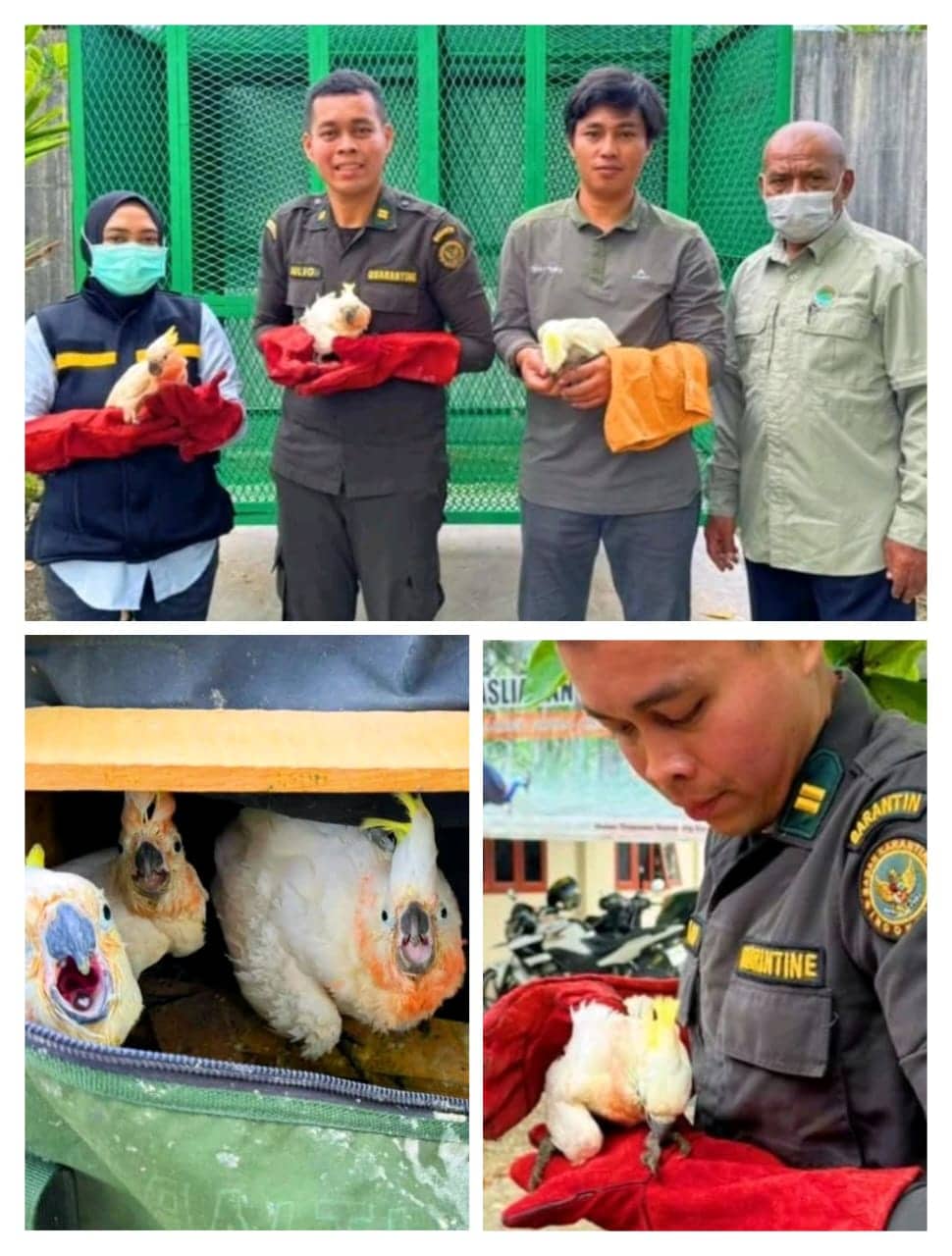 Ilustrasi berita Mimika: Upaya Penyelundupan 9 Ekor Burung Kakaktua Lewat Pelabuhan Pomako Berhasil Dibongkar