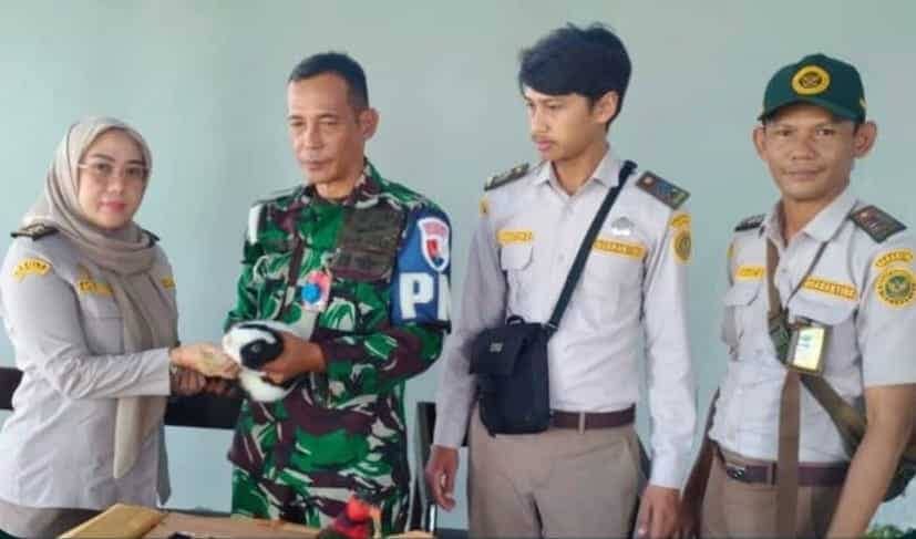 Ilustrasi berita Mimika: Penyelundupan Satwa Dilindungi Lewat Bandara Mozes Kilangin Timika Digagalkan