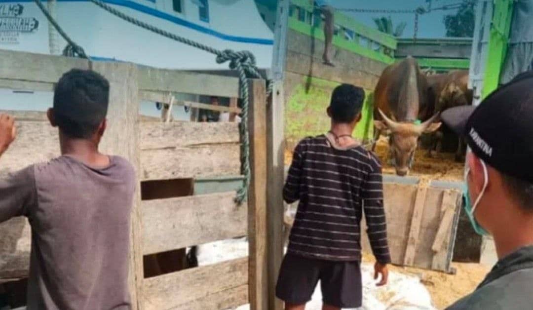 Ilustrasi berita Mimika: BKHIT Maluku Fasilitasi Pengiriman Ternak ke Timika Papua