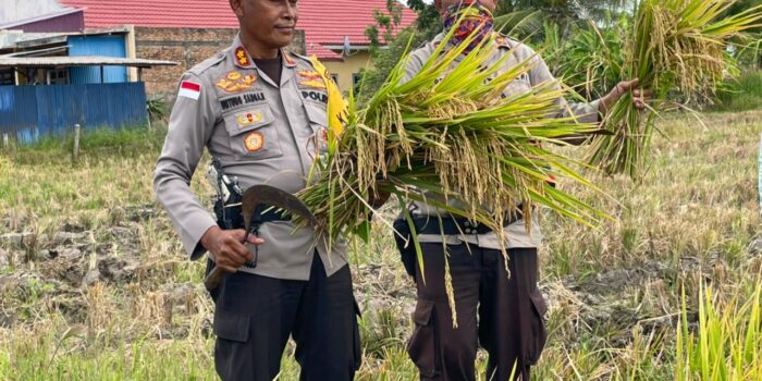Kapolres Merauke Melihat Hasil Padi yang ditanam
