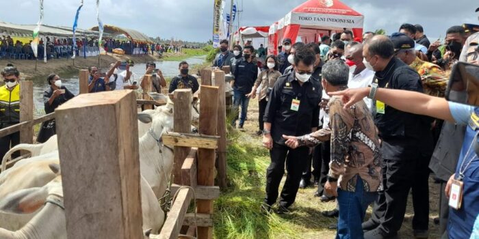 Menteri mengecek jenis sapi di Merauke